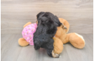 Adorable Mini Australian Shepherd X Poodle Mix Poodle Mix Puppy