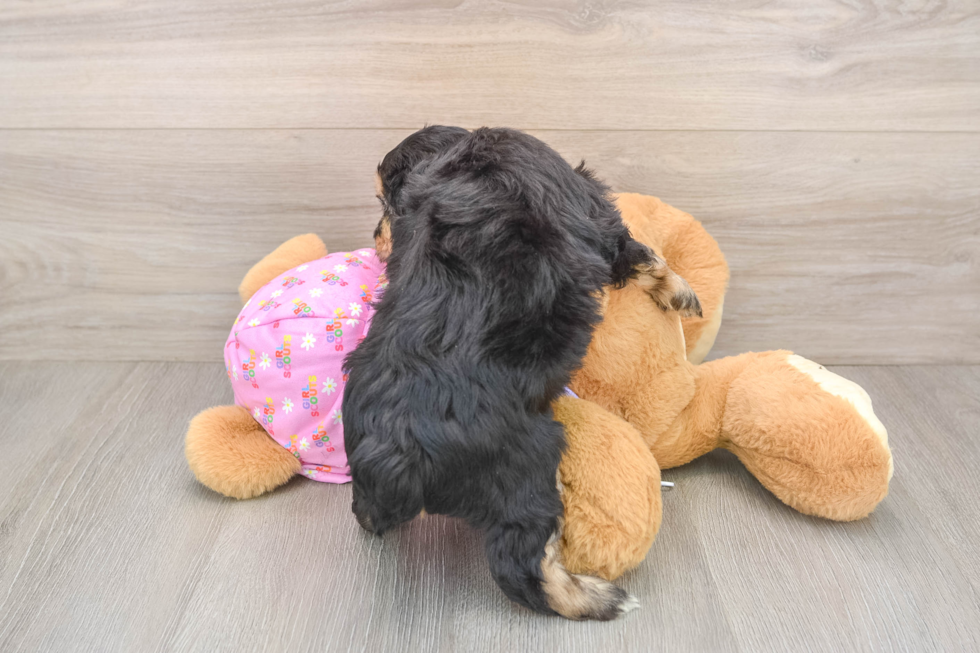 Adorable Mini Australian Shepherd X Poodle Mix Poodle Mix Puppy