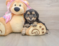 8 week old Mini Aussiedoodle Puppy For Sale - Premier Pups