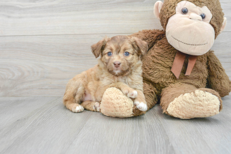 Funny Mini Aussiedoodle Poodle Mix Pup