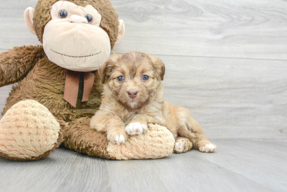 Little Aussiepoo Poodle Mix Puppy