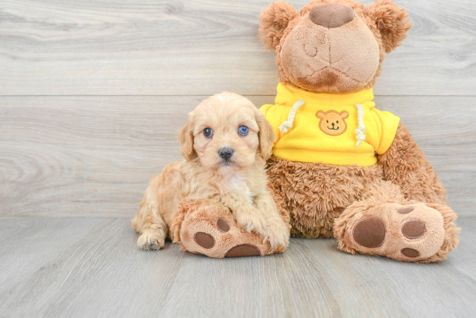 Mini Aussiedoodle Puppy for Adoption