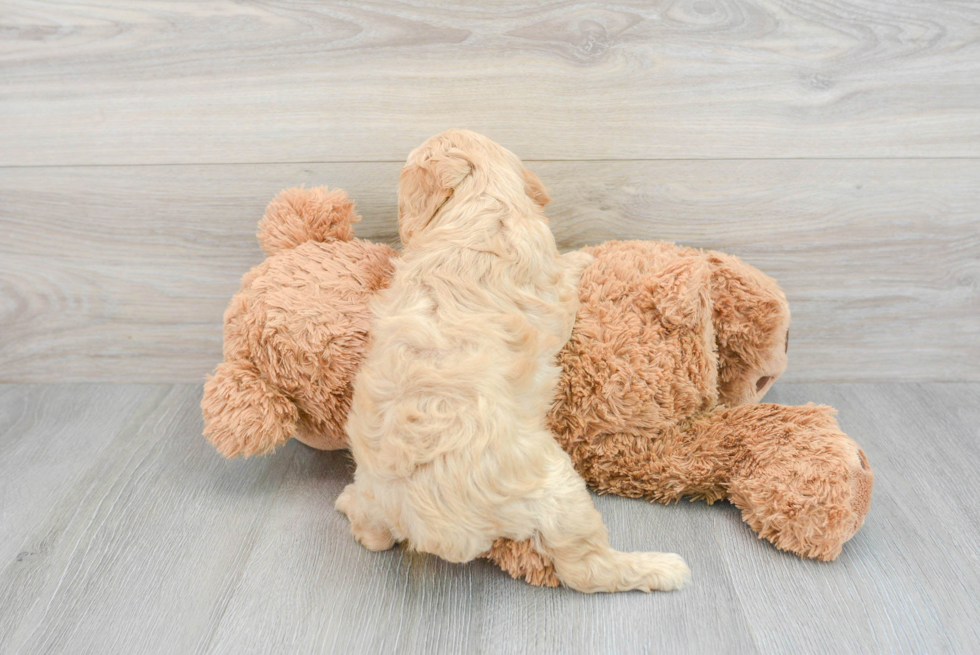 Mini Aussiedoodle Pup Being Cute