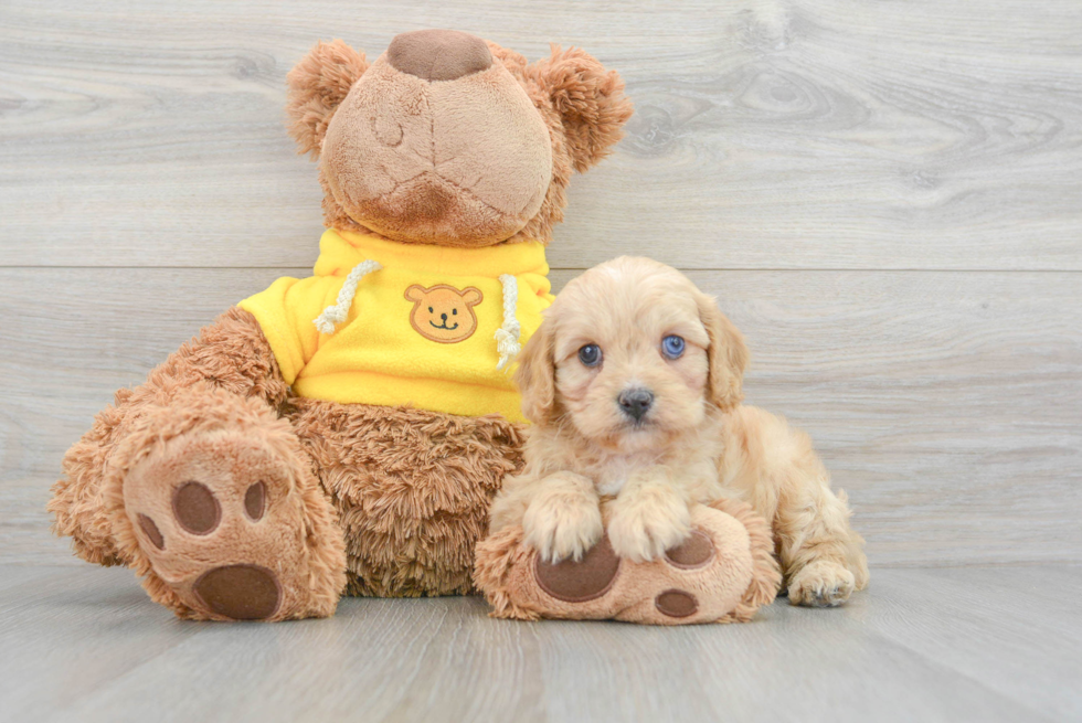 Energetic Aussiepoo Poodle Mix Puppy