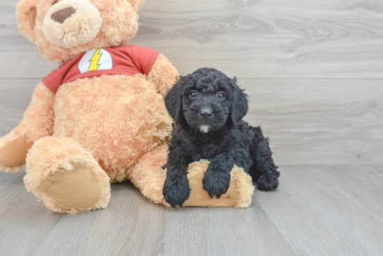 Best Mini Aussiedoodle Baby