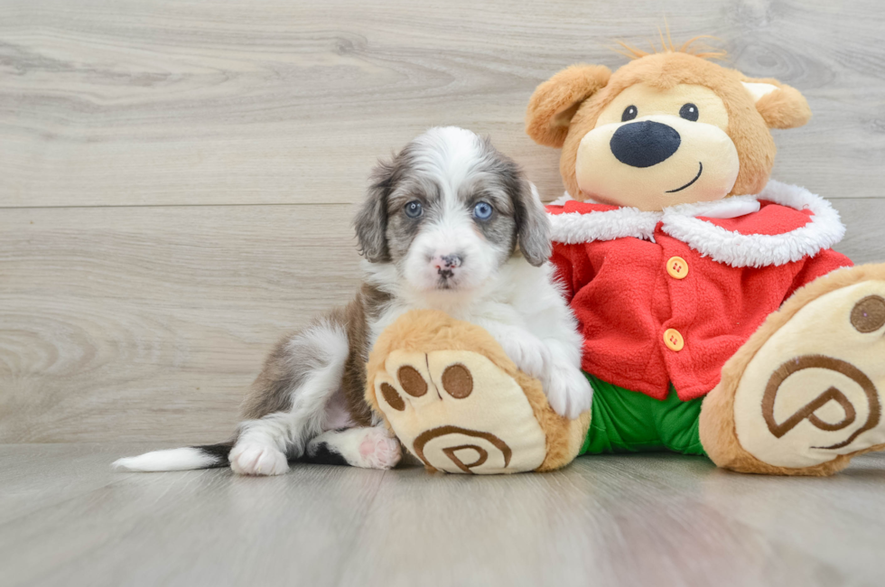 5 week old Mini Aussiedoodle Puppy For Sale - Premier Pups