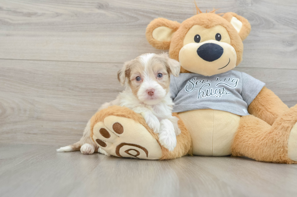 5 week old Mini Aussiedoodle Puppy For Sale - Premier Pups