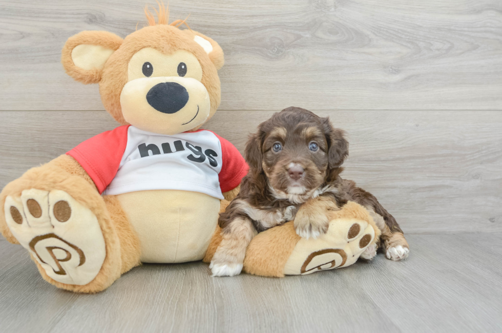 5 week old Mini Aussiedoodle Puppy For Sale - Premier Pups