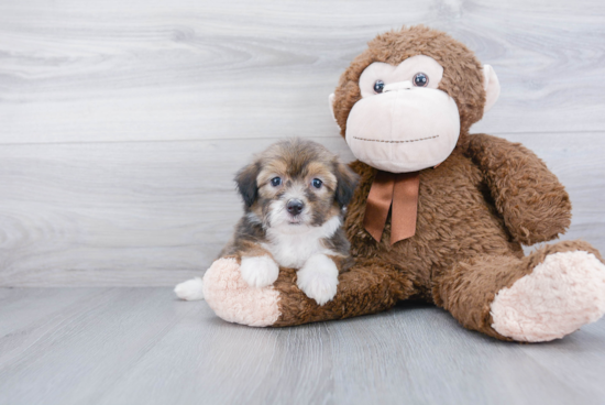 Mini Aussiedoodle Puppy for Adoption