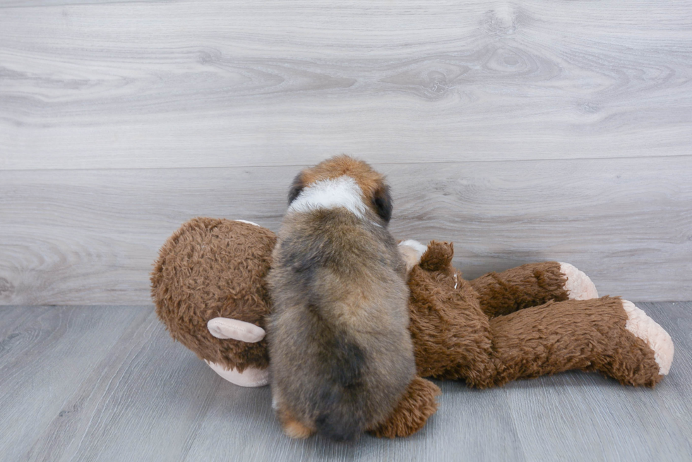 Popular Mini Aussiedoodle Poodle Mix Pup