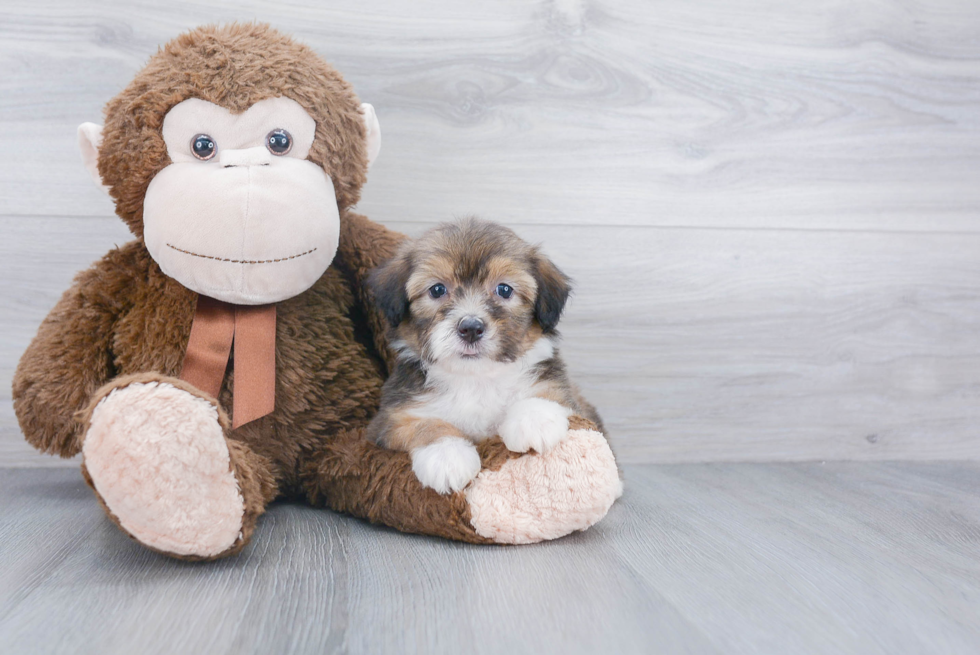 Smart Mini Aussiedoodle Poodle Mix Pup