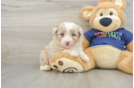 Adorable Mini Australian Shepherd X Poodle Mix Poodle Mix Puppy