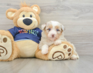 8 week old Mini Aussiedoodle Puppy For Sale - Premier Pups