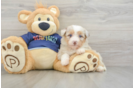 Sweet Mini Aussiedoodle Baby