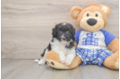 Mini Aussiedoodle Pup Being Cute