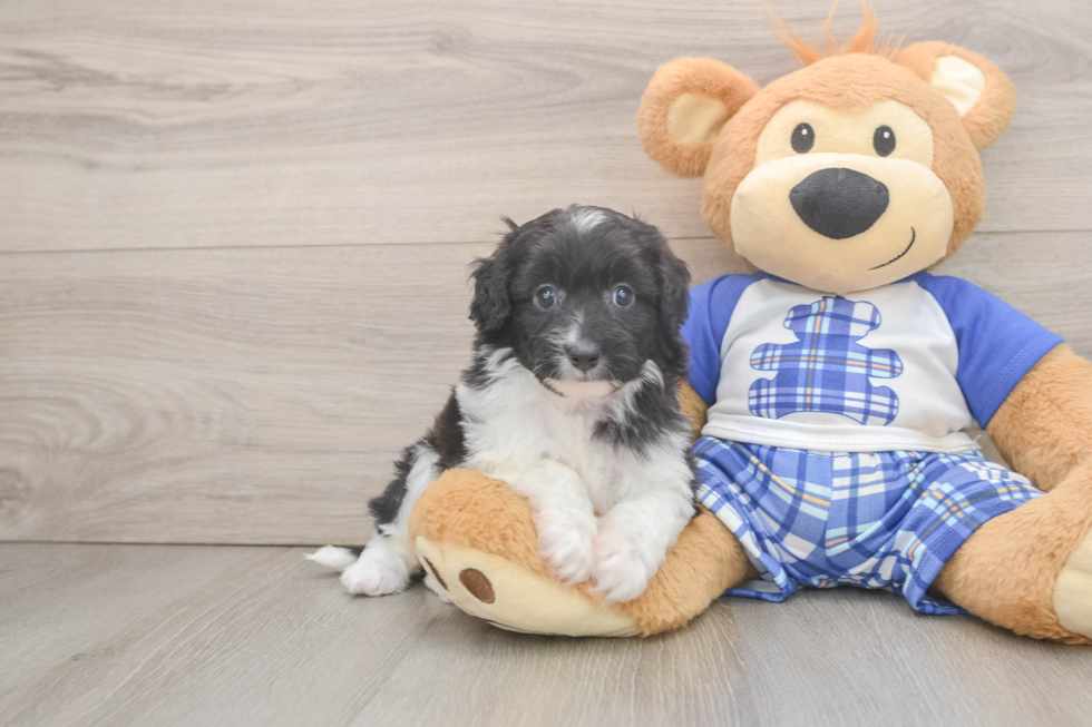Mini Aussiedoodle Pup Being Cute