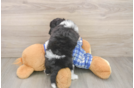 Best Mini Aussiedoodle Baby