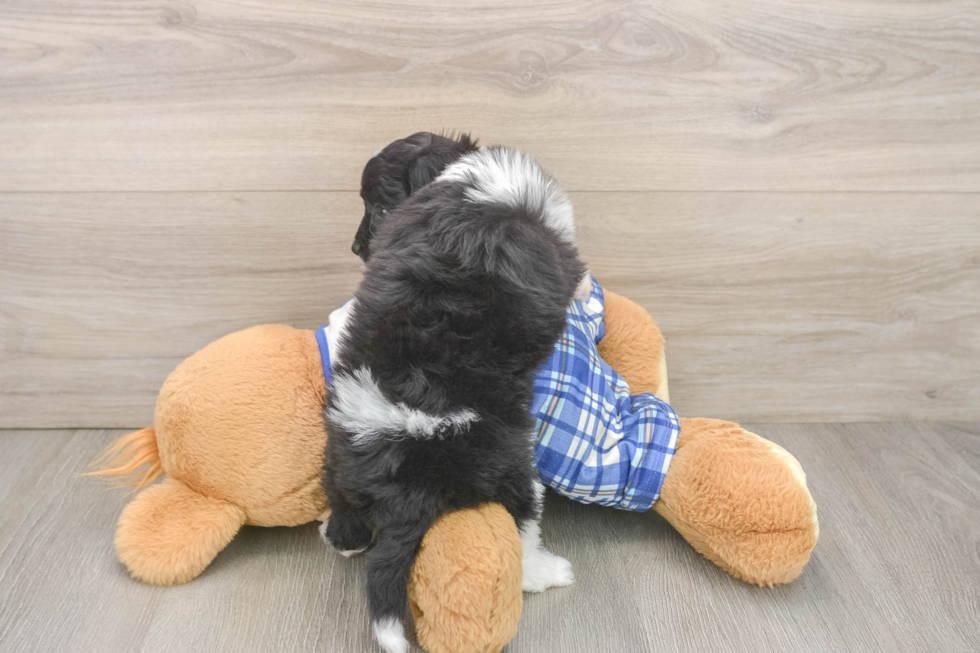 Best Mini Aussiedoodle Baby