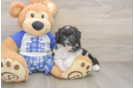 Friendly Mini Aussiedoodle Baby