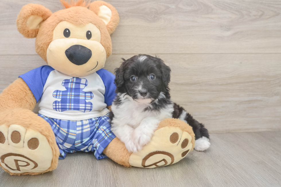 Friendly Mini Aussiedoodle Baby