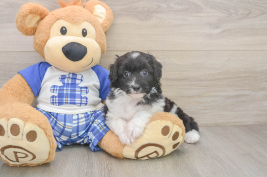 Friendly Mini Aussiedoodle Baby