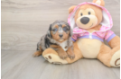 Energetic Aussie Poo Poodle Mix Puppy