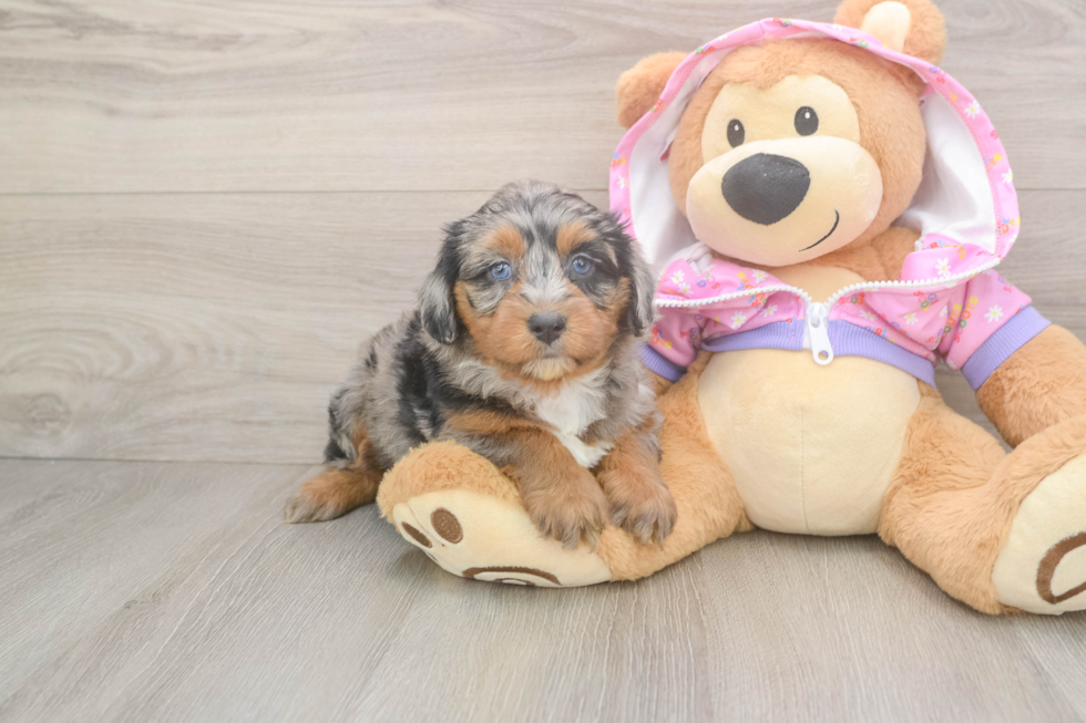 Energetic Aussie Poo Poodle Mix Puppy
