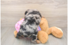 Little Mini Aussiepoo Poodle Mix Puppy