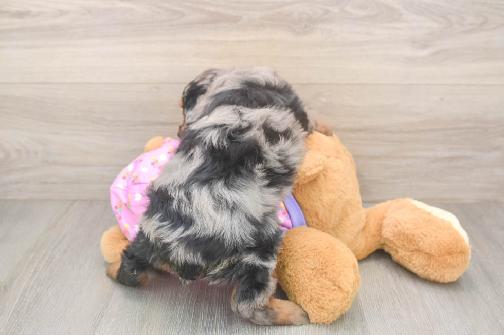 Little Mini Aussiepoo Poodle Mix Puppy