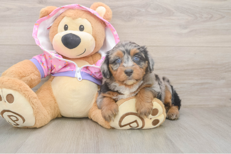 Petite Mini Aussiedoodle Poodle Mix Pup