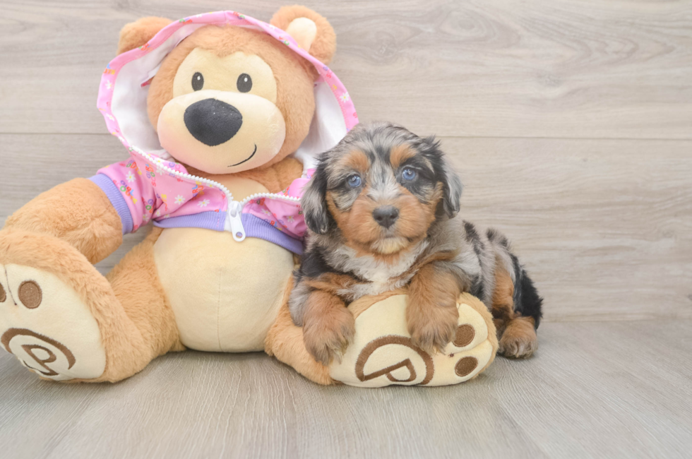 5 week old Mini Aussiedoodle Puppy For Sale - Premier Pups