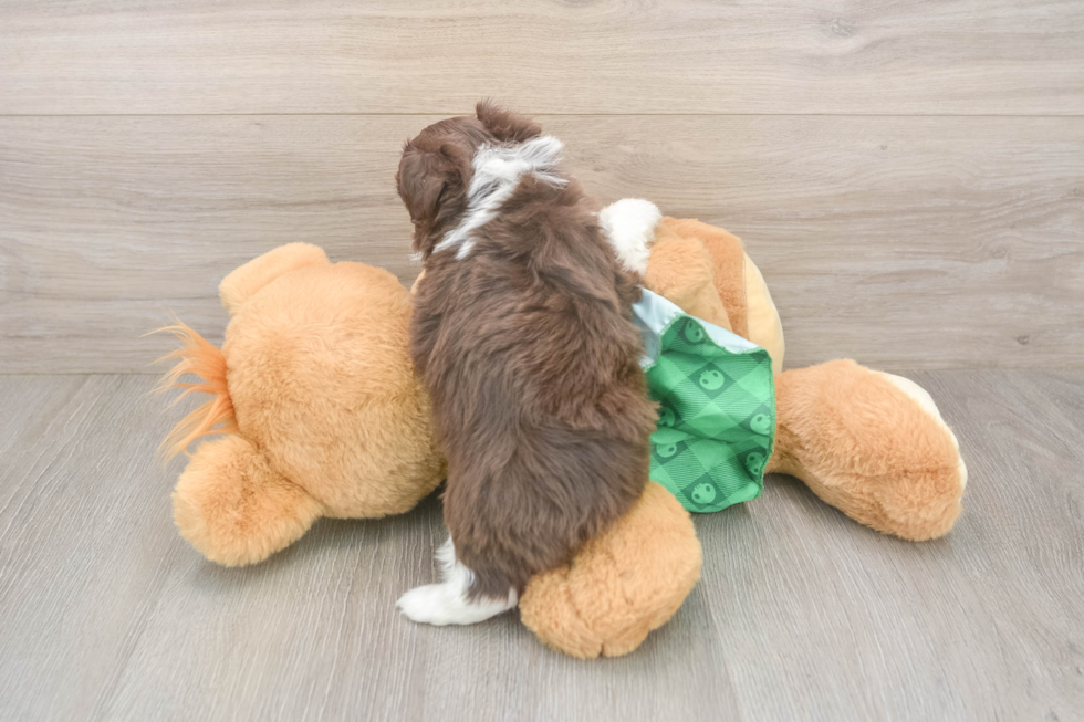 Popular Mini Aussiedoodle Poodle Mix Pup