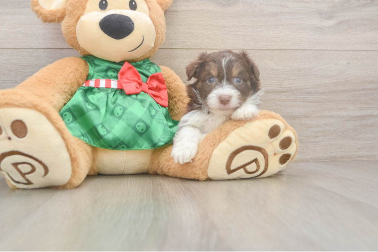Mini Aussiedoodle Pup Being Cute