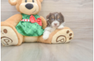 Mini Aussiedoodle Pup Being Cute