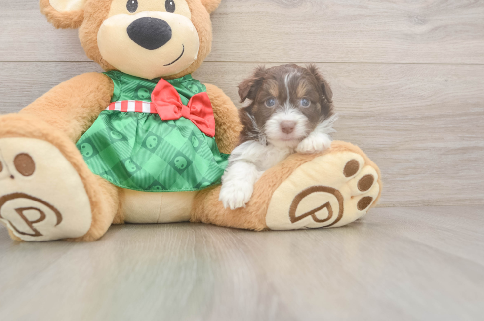 5 week old Mini Aussiedoodle Puppy For Sale - Premier Pups
