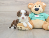 8 week old Mini Aussiedoodle Puppy For Sale - Premier Pups