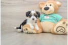 Hypoallergenic Aussiepoo Poodle Mix Puppy