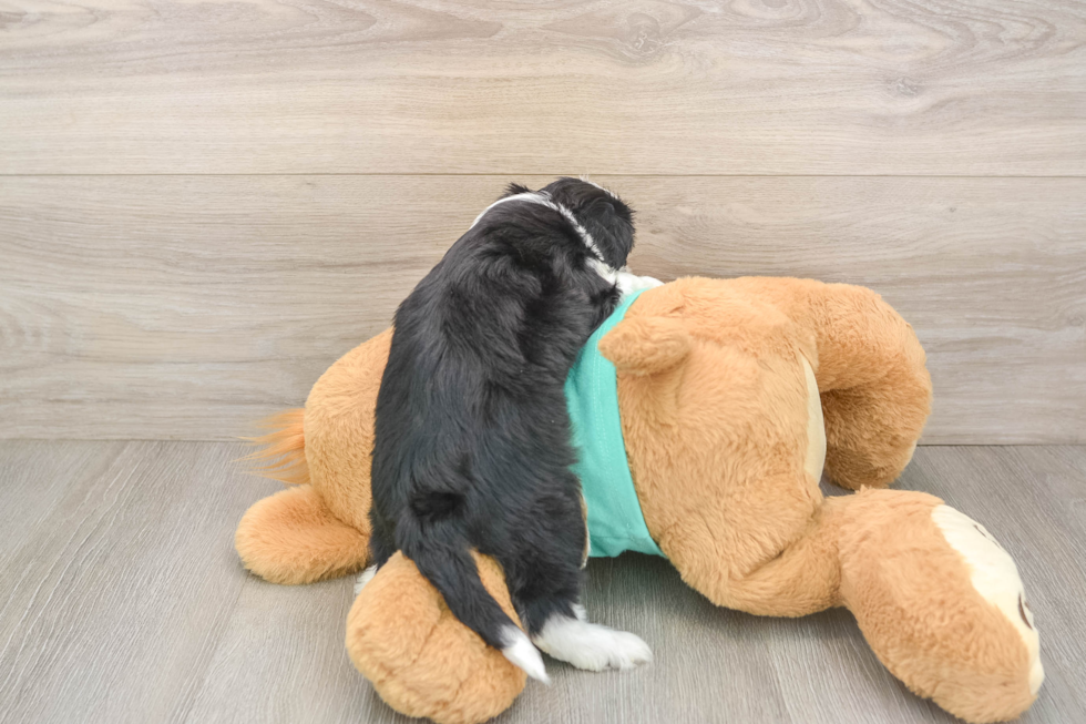 Mini Aussiedoodle Pup Being Cute