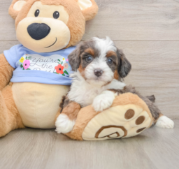 7 week old Mini Aussiedoodle Puppy For Sale - Premier Pups