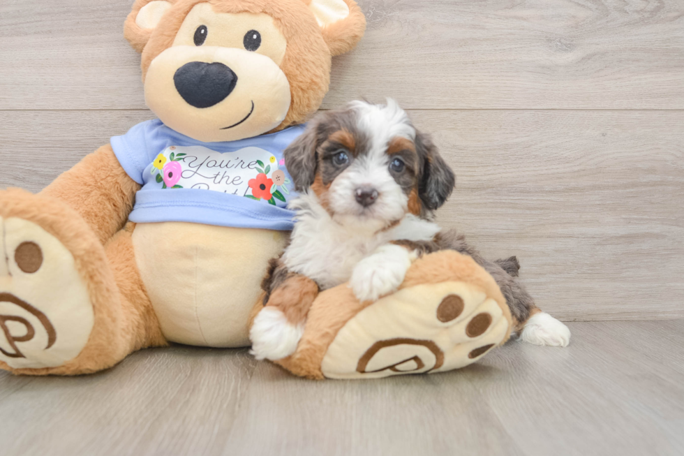 Best Mini Aussiedoodle Baby