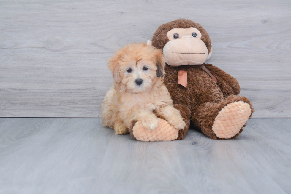 Best Mini Aussiedoodle Baby