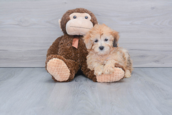 Best Mini Aussiedoodle Baby