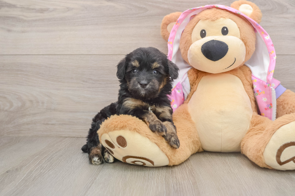 Best Mini Aussiedoodle Baby