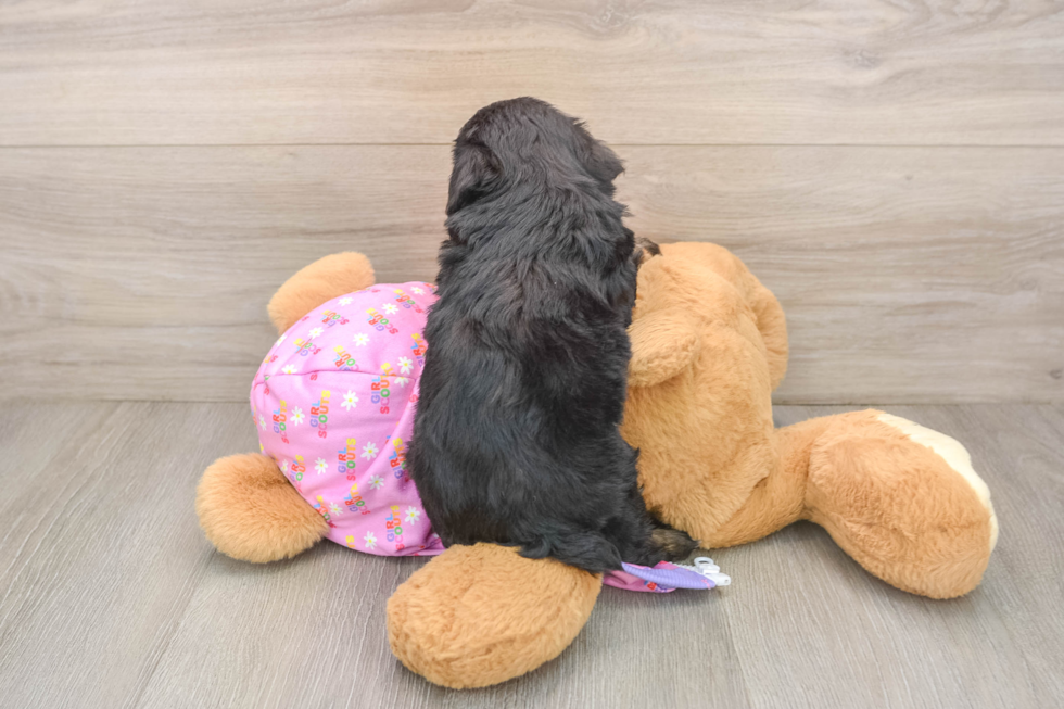 Mini Aussiedoodle Pup Being Cute