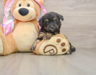 8 week old Mini Aussiedoodle Puppy For Sale - Premier Pups