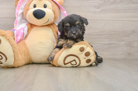 Mini Aussiedoodle Pup Being Cute