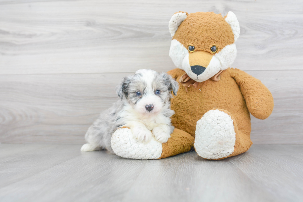 Mini Aussiedoodle Puppy for Adoption