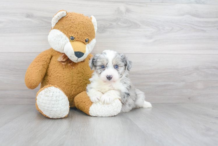 Mini Aussiedoodle Puppy for Adoption