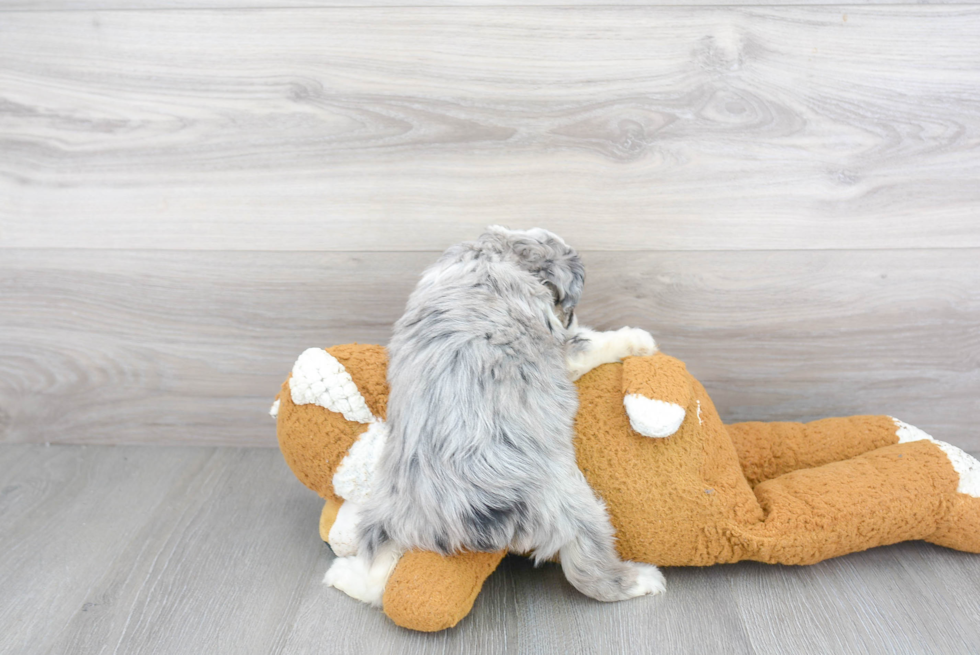 Funny Mini Aussiedoodle Poodle Mix Pup