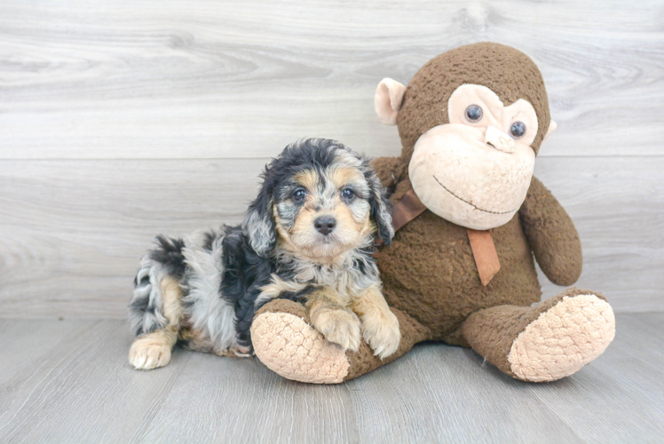 Petite Mini Aussiedoodle Poodle Mix Pup